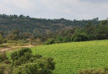 Sainte – Maxime : Immersion gourmande