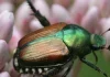 Première détection du scarabée japonais (Popillia japonica) en région Provence-Alpes-Côte d’Azur