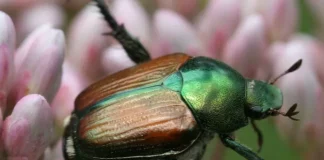 Première détection du scarabée japonais (Popillia japonica) en région Provence-Alpes-Côte d’Azur