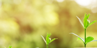 Épargne : tout savoir sur vos placements