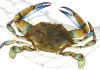 Saint-Tropez : Soirée « Crabe bleu »