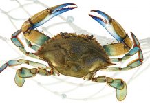 Saint-Tropez : Soirée « Crabe bleu »
