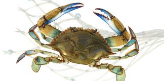 Saint-Tropez : Soirée « Crabe bleu »