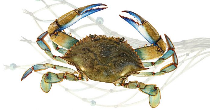 Agenda_Crabe-bleu