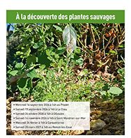 TPM : À la découverte des plantes sauvages