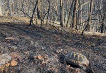 Incendies : comment aider la faune sauvage en toute sécurité ?