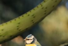 Le Rayol-Canadel : Les matinales du Jardin