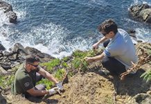 TPM : Les espèces végétales exotiques envahissantes