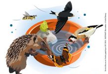 Var : Urgence – des abreuvoirs pour la faune sauvage