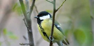 Changements climatiques : les jardins sauvages sont des solutions fondées sur la nature
