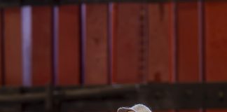 Grimaud : Un mois d’octobre culturel