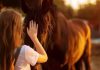 Brignoles : Médiation animale, quand l’Homme rencontre l’animal
