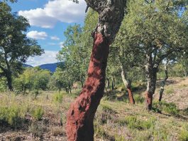 La Valette-du-Var : 10ème édition du Week-end du chêne-liège